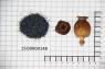 Click for 3 image(s) for this accession. Image
